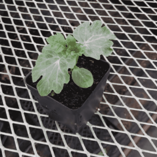 CVO Potted Plants - Watermelon, Sugar Baby - Cherry Valley Organics