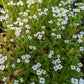 CVO Potted Bedding Plants - Alyssum, Sweet White