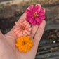 Fresh Edible Flowers - Zinnias, Summer Mix