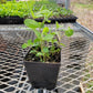 CVO Potted Plants - Apple Mint - Cherry Valley Organics