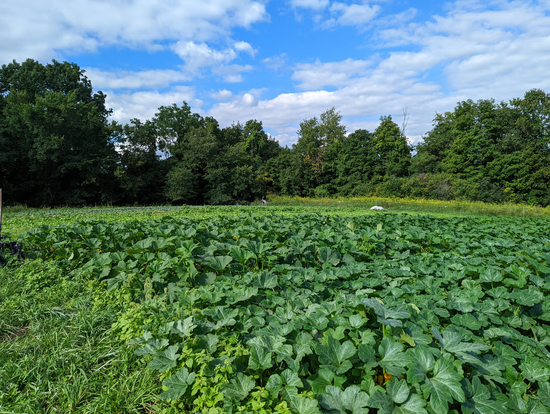 Saturday, May 6th Farm Pickup for Free($0) - Cherry Valley Organics