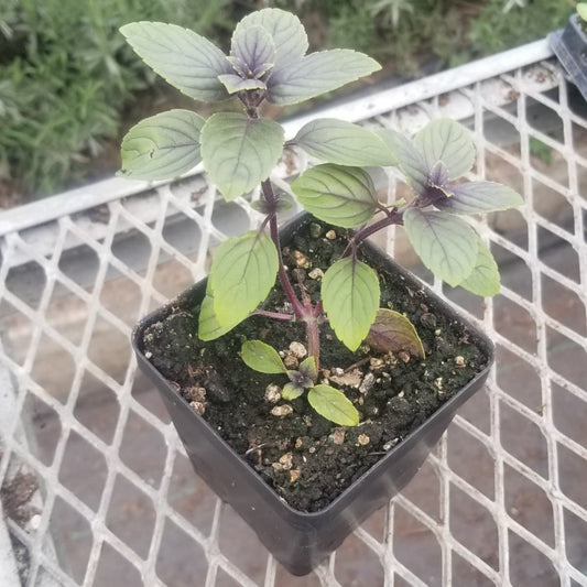 CVO Potted Plants - Basil, African Blue Basil - Cherry Valley Organics