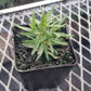 CVO Potted Plants - Rosemary, Mrs. Howard's Creeping - Cherry Valley Organics