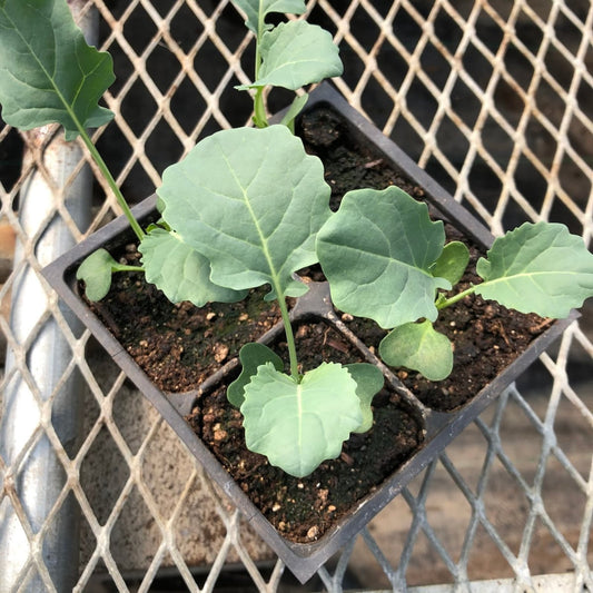 CVO Potted Plants - Broccoli - Cherry Valley Organics
