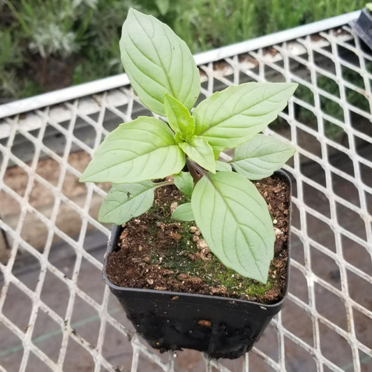 CVO Potted Plants - Basil, Cinnamon - Cherry Valley Organics