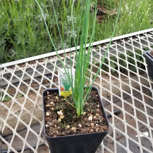 CVO Potted Plants - Chives, Common - Cherry Valley Organics