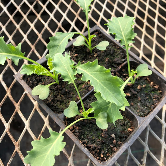 CVO Potted Plants - Kale, Curly - Cherry Valley Organics