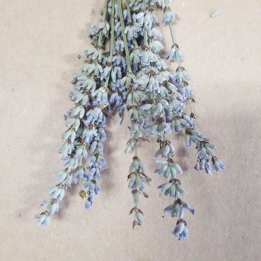 Dried Lavender - Cherry Valley Organics