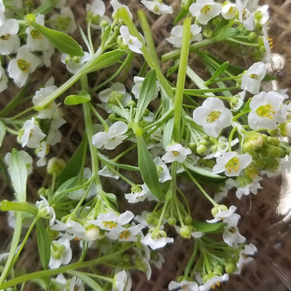 CVO Fresh Edible Flowers - Sweet Alyssum - Cherry Valley Organics