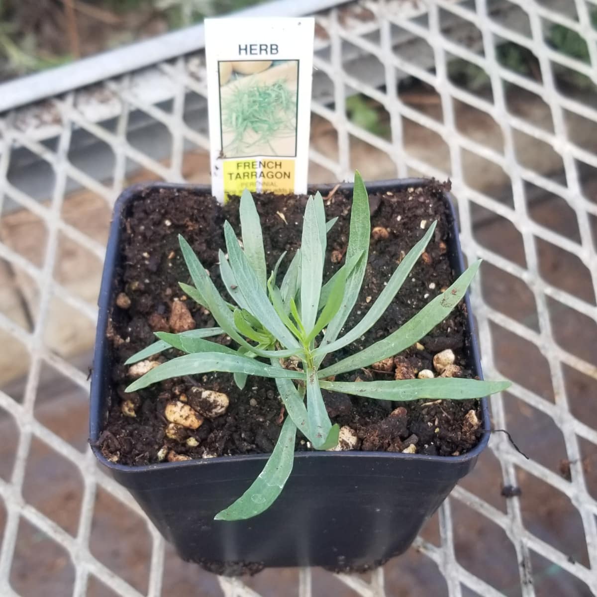 CVO Potted Plants - Tarragon, French - Cherry Valley Organics