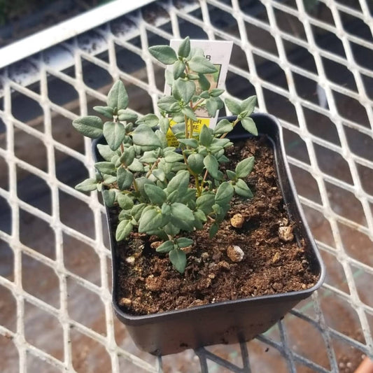 CVO Potted Plants - German Winter Thyme - Cherry Valley Organics