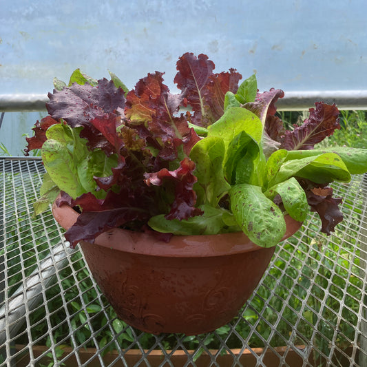 CVO Potted Plants - 10" Cut & Come Again Salad Bowl - Cherry Valley Organics
