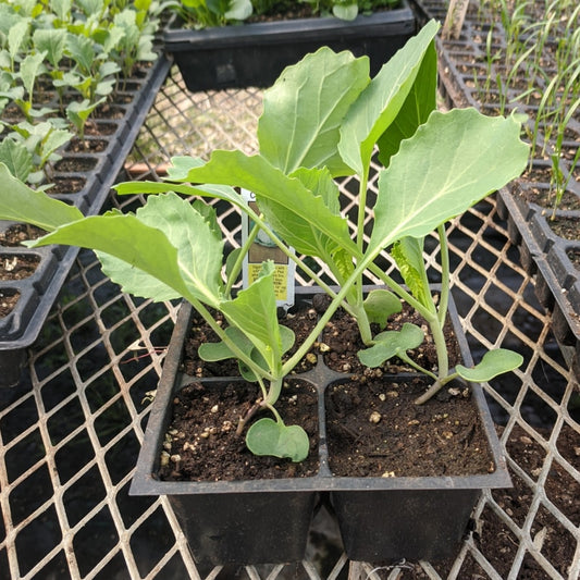 CVO Potted Plants - Green Cabbage - Cherry Valley Organics