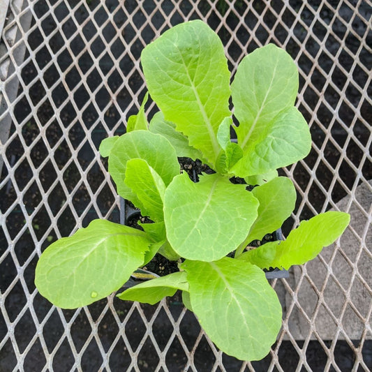 CVO Potted Plants - Lettuce, Romaine - Cherry Valley Organics