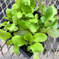 CVO Potted Plants - Salad Mix - Cherry Valley Organics