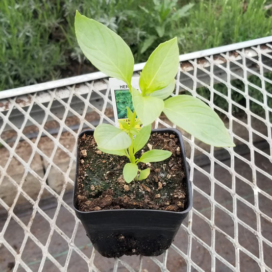 CVO Potted Plants - Basil, Lemon - Cherry Valley Organics