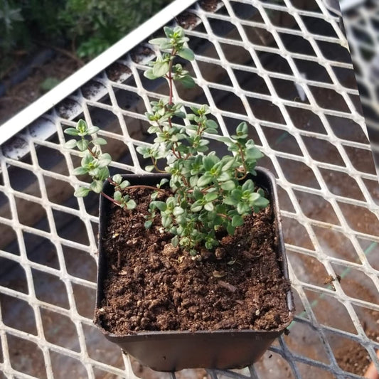 CVO Potted Plants - Lemon Thyme - Cherry Valley Organics