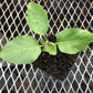 CVO Potted Plants - Eggplant, Long Purple - Cherry Valley Organics
