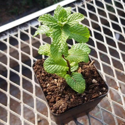 CVO Potted Plants - Mojito Mint - Cherry Valley Organics