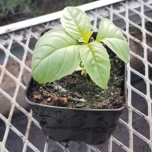 CVO Potted Plants - Basil, Sweet Nufar - Cherry Valley Organics