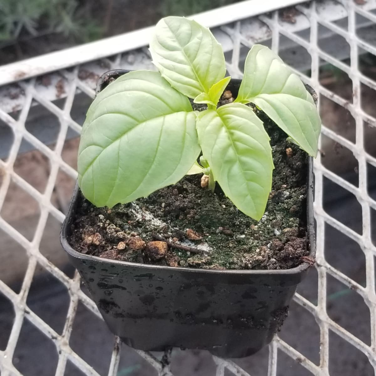 CVO Potted Plants - Basil, Sweet Nufar - Cherry Valley Organics