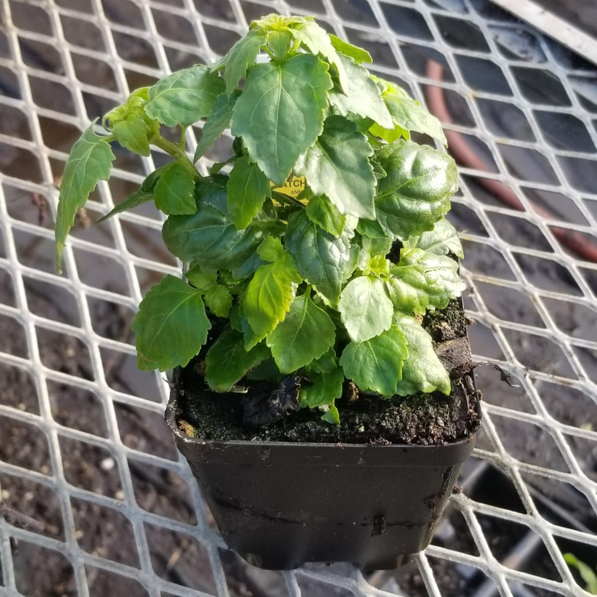 CVO Potted Plants - Patchouli - Cherry Valley Organics