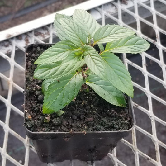 CVO Potted Plants - Peppermint - Cherry Valley Organics