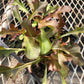 CVO Potted Plants - Lettuce, Red Salad Bowl - Cherry Valley Organics