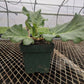 CVO Potted Plants - Rhubarb, Glaskins Perpetual - Cherry Valley Organics