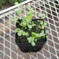 CVO Potted Plants - Salad Burnet - Cherry Valley Organics
