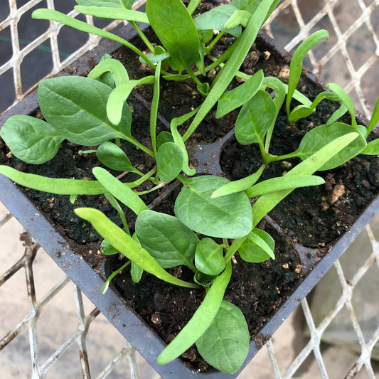 CVO Potted Plants - Spinach - Cherry Valley Organics