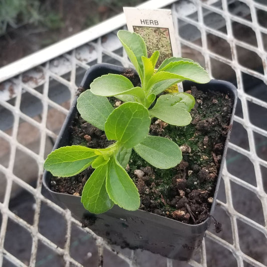 CVO Potted Plants - Stevia - Cherry Valley Organics