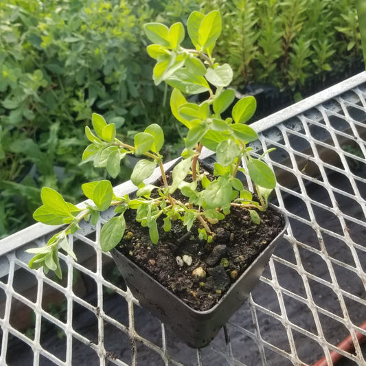 CVO Potted Plants - Sweet Marjoram - Cherry Valley Organics