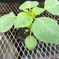 CVO Potted Plants - Tomatillos - Cherry Valley Organics