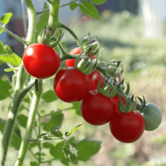 CVO Potted Plants - Cherry Tomato - Peacevine - Cherry Valley Organics
