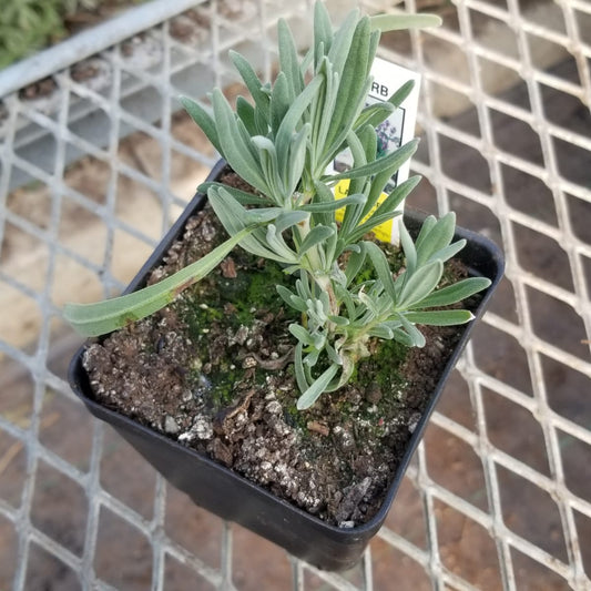 CVO Potted Plants - Lavender, Vera - Cherry Valley Organics