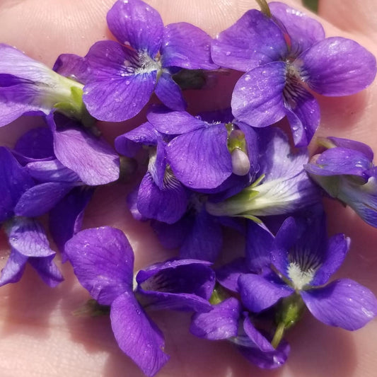 CVO Fresh Edible Flowers - Wild Violas - Cherry Valley Organics