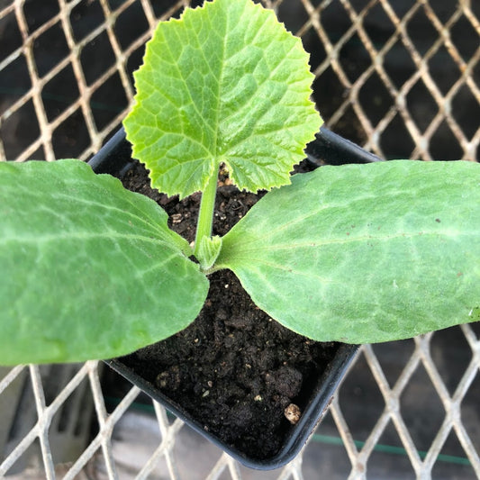 CVO Potted Plants - Zucchini, Green Machine - Cherry Valley Organics