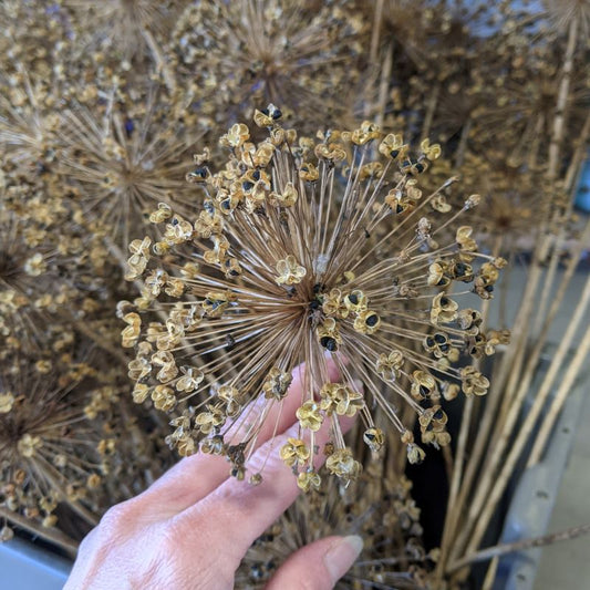 Dried Allium aflatunense - Cherry Valley Organics