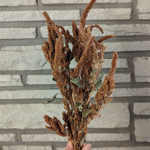 Dried Amaranthus cruentus, Hot Biscuits - Cherry Valley Organics
