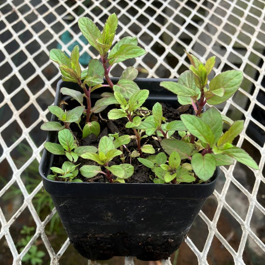 CVO Potted Plants - Chocolate Mint - Cherry Valley Organics