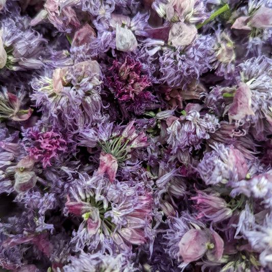 Dried Chive Flowers - Cherry Valley Organics