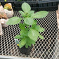 CVO Potted Plants - Basil, Sacred (Holy) - Cherry Valley Organics