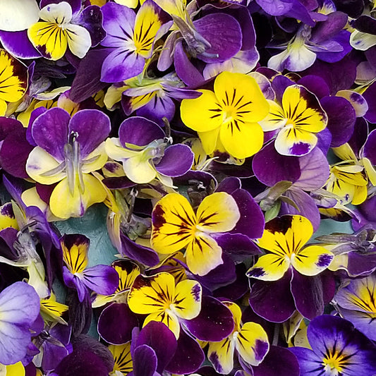 Fresh Johnny-Jump-Up (Helen Mount Viola) Flowers - Cherry Valley Organics