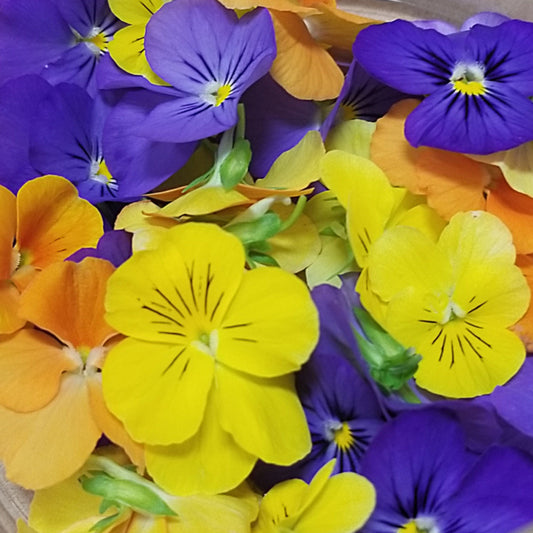 Fresh Pansy (Penny All Season Viola) Flowers - Cherry Valley Organics