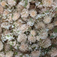 Dried Gomphrena Flowers - Cherry Valley Organics