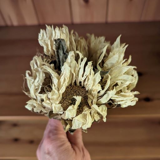 Dried Helianthus (White Sunflowers) - Cherry Valley Organics